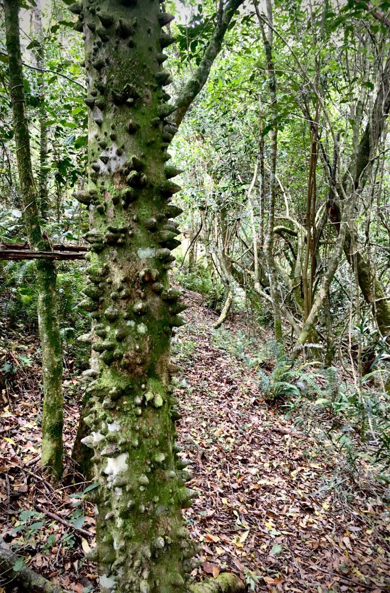 Pura Vida Forest Cabin Witelsbos Exterior photo